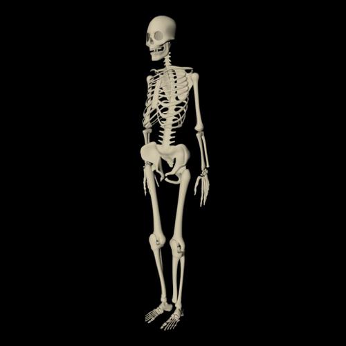 Skeleton  Unrigged  preview image
